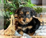 Small Photo #1 Shorkie Tzu Puppy For Sale in INDIANAPOLIS, IN, USA