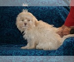 Small #3 ShihPoo