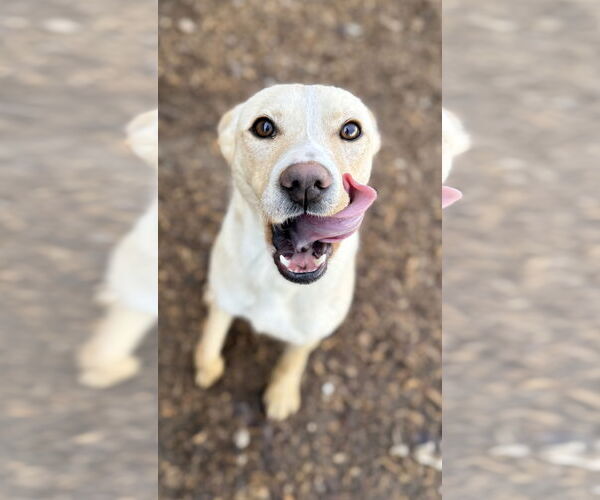 Medium Photo #2 Feist Terrier-Unknown Mix Puppy For Sale in Corning, AR, USA