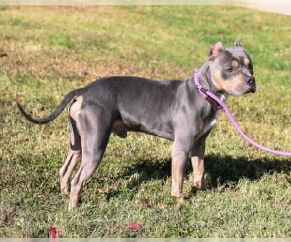 Medium Photo #6 American Pit Bull Terrier-Unknown Mix Puppy For Sale in Glen Allen, VA, USA