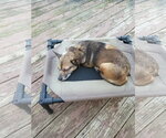 Small #6 Chihuahua Mix