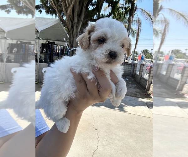 Medium Photo #2 Poodle (Toy) Puppy For Sale in SAN BERNARDINO, CA, USA