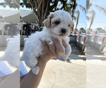 Small #1 Poodle (Toy)