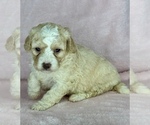 Small Photo #6 Bernedoodle (Miniature) Puppy For Sale in STERRETT, AL, USA