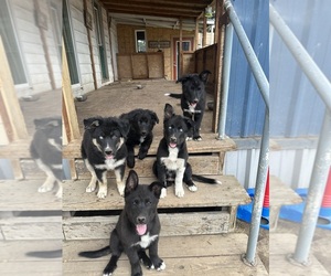 Border Collie-Siberian Husky Mix Puppy for sale in MADRAS, OR, USA