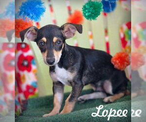 Doxie-Pin Dogs for adoption in Chino Hills, CA, USA