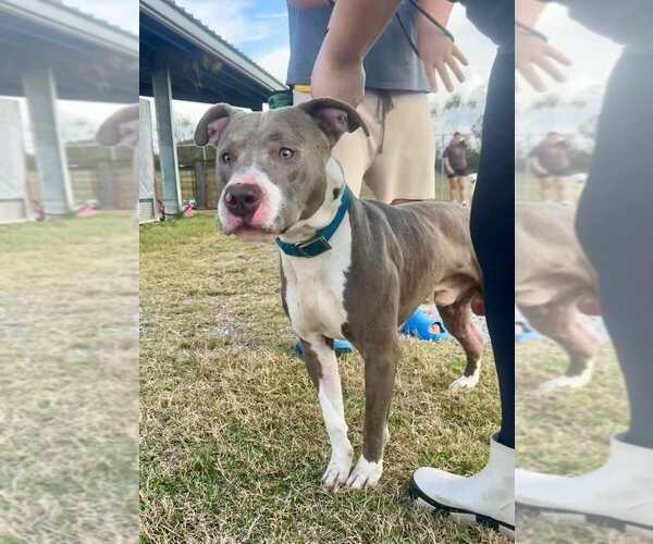 Medium Photo #2 Mutt Puppy For Sale in Abbeville, LA, USA