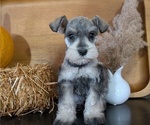 Small Photo #37 Schnauzer (Miniature) Puppy For Sale in GOSHEN, IN, USA
