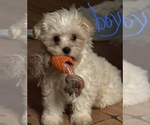 Small Photo #8 Maltese-Shih Apso Mix Puppy For Sale in INDIANA, PA, USA