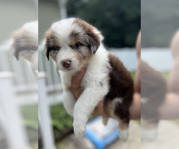 Medium Photo #5 Australian Shepherd Puppy For Sale in ROCHESTER, NH, USA