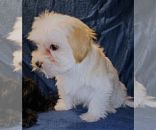 Medium Photo #23 Morkie Puppy For Sale in HOLLAND, MI, USA
