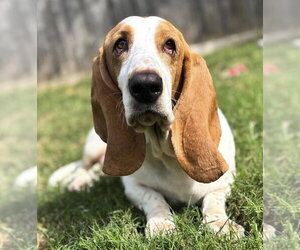 JAZZY - ADOPTION PENDING! - Female Basset Hound Dog for Adoption - Photo #3