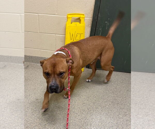 Medium Photo #4 American Pit Bull Terrier-Unknown Mix Puppy For Sale in Virginia Beach, VA, USA