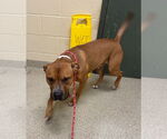 Small #3 American Pit Bull Terrier Mix