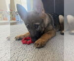 Small #1 German Shepherd Dog