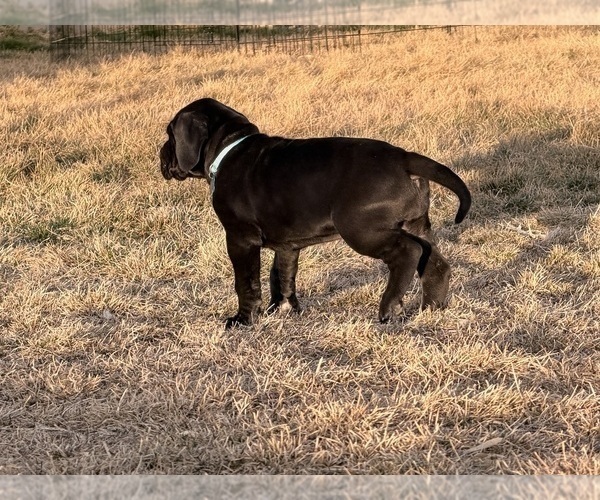 Medium Photo #11 Great Dane Puppy For Sale in OLATHE, CO, USA