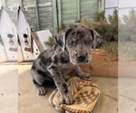 Small #3 Great Dane