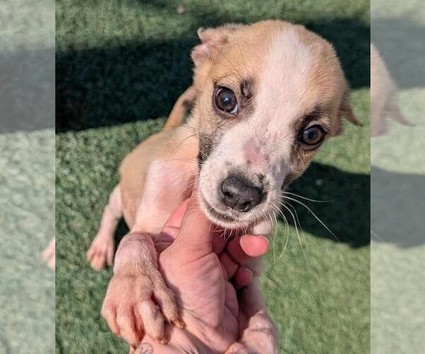 Medium Photo #3 Labrador Retriever-Unknown Mix Puppy For Sale in Rockwall, TX, USA