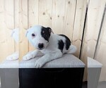 Small #1 Australian Cattle Dog-Border Collie Mix
