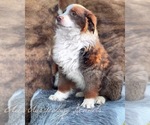 Small Photo #2 Australian Shepherd Puppy For Sale in WESLEY CHAPEL, FL, USA