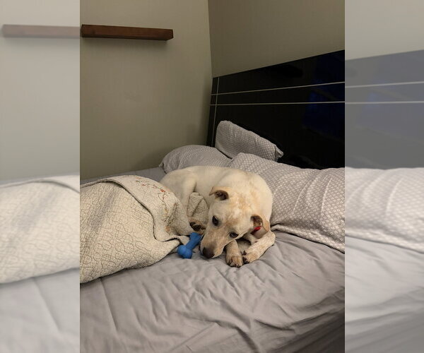 Medium Photo #4 Labrenees Puppy For Sale in Aurora, IN, USA