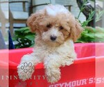 Small #1 Cavapoo