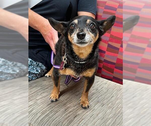 Medium Photo #1 Miniature Pinscher Puppy For Sale in Louisville, KY, USA