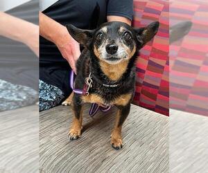 Miniature Pinscher Dogs for adoption in Louisville, KY, USA