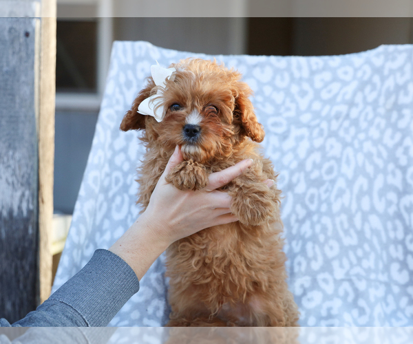 Medium Photo #6 Cavapoo (Miniature) Puppy For Sale in LIBERTY, KY, USA