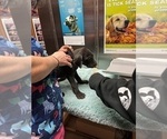 Small Photo #35 Great Dane Puppy For Sale in ALIQUIPPA, PA, USA