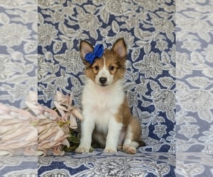 Shetland Sheepdog Puppy for sale in KIRKWOOD, PA, USA