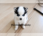 Small #4 Pomsky