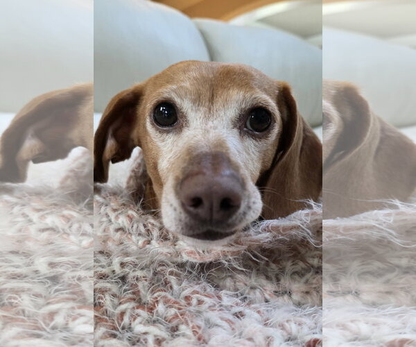 Medium Photo #4 Dachshund Puppy For Sale in Shelbyville, TN, USA