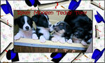 Small Photo #21 Border Collie-Pembroke Welsh Corgi Mix Puppy For Sale in ORCHARD, CO, USA