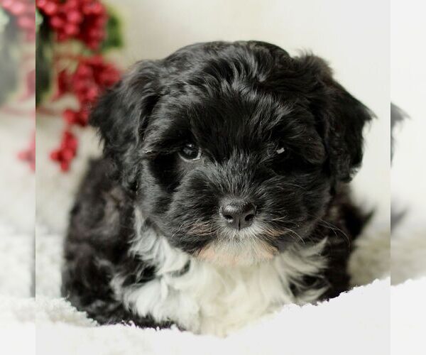 Medium Photo #3 Havapoo Puppy For Sale in LEOLA, PA, USA