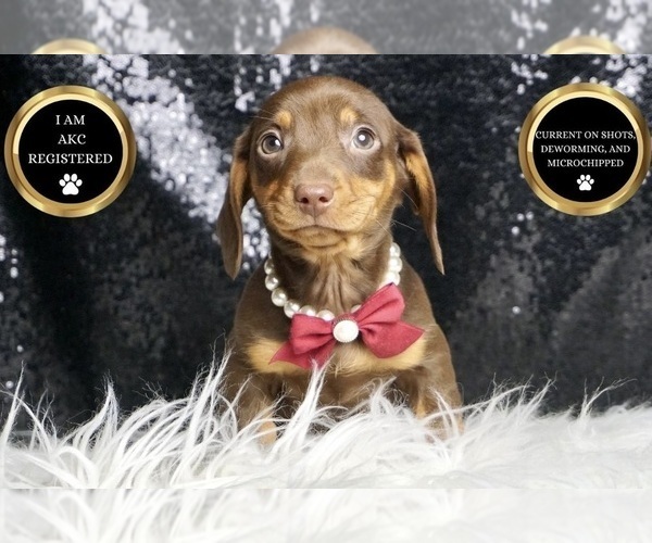 Medium Photo #8 Dachshund Puppy For Sale in WARSAW, IN, USA