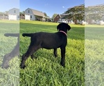 Small #4 Labrador Retriever