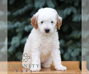 Goldendoodle (Miniature) Puppy for sale in EPHRATA, PA, USA