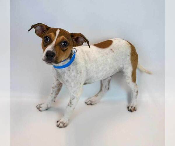 Medium Photo #3 Jack Russell Terrier-Unknown Mix Puppy For Sale in Kennesaw, GA, USA