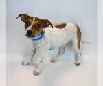 Small #2 Jack Russell Terrier Mix