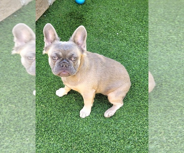 Medium Photo #1 French Bulldog Puppy For Sale in LAS VEGAS, NV, USA