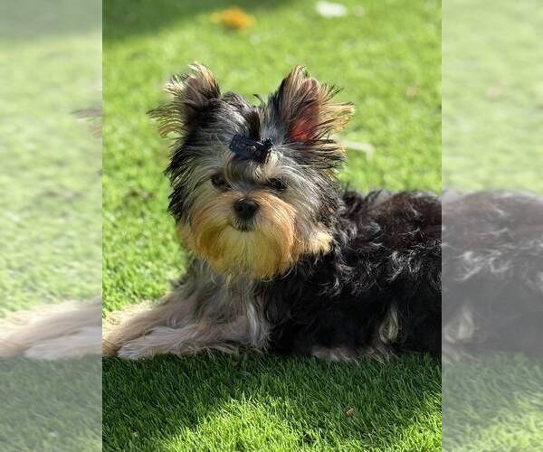 Medium Photo #2 Yorkshire Terrier Puppy For Sale in POMPANO BEACH, FL, USA