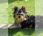 Small #1 Yorkshire Terrier