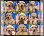 Image preview for Ad Listing. Nickname: Litter of 9