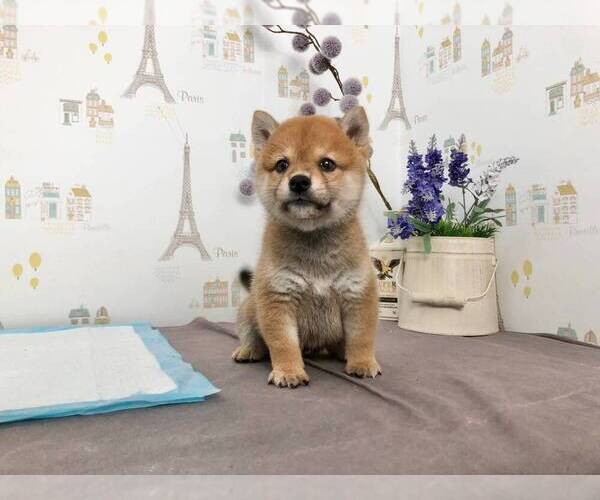 Medium Photo #2 Shiba Inu Puppy For Sale in IRVINE, CA, USA