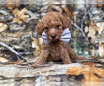 Landon - Male Cavapoo (Miniature) Puppy for Sale - Small photo