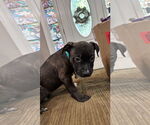Small #12 Staffordshire Bull Terrier Mix