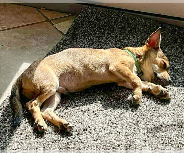 Medium Photo #6 Mutt Puppy For Sale in Corona, CA, USA