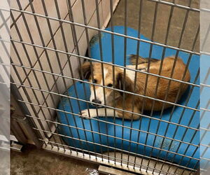 Collie-Unknown Mix Dogs for adoption in Benton, LA, USA