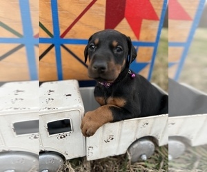 Doberman Pinscher Puppy for sale in WALNUT COVE, NC, USA